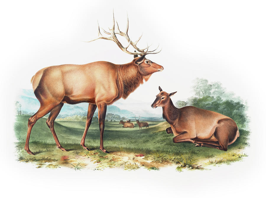 John James Audubon Drawing - American Elk by John Woodhouse Audubon