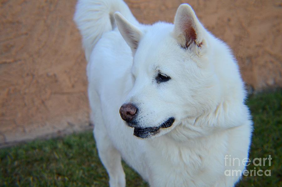 American Eskimo Dog Photograph by Mary Deal