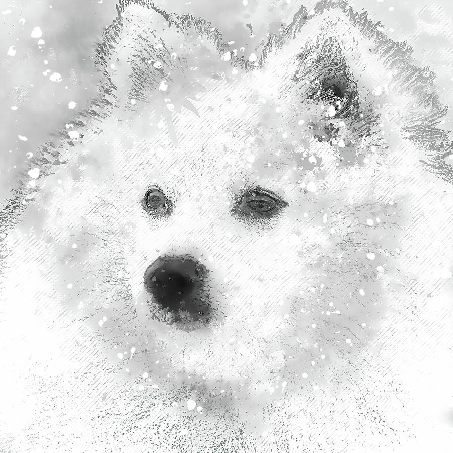 American Eskimo Snow Baby Photograph by HH Photography of Florida