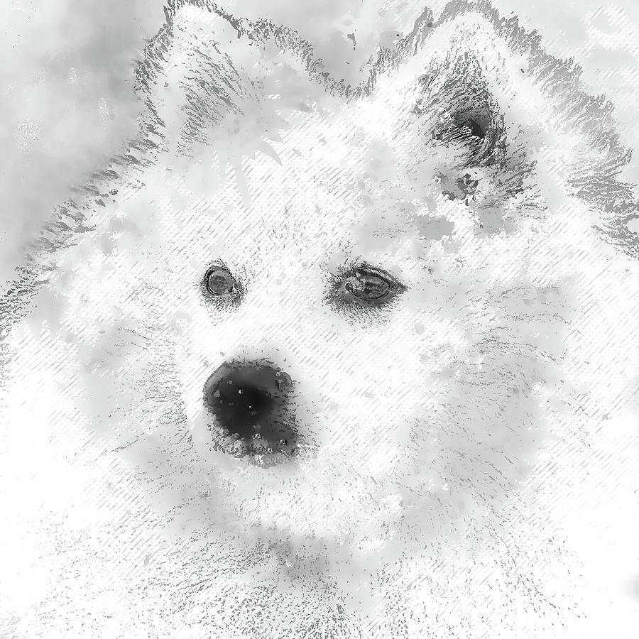 American Eskimo Spitz Photograph by HH Photography of Florida