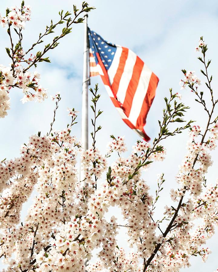 American Flag with cherry blossoms  Photograph by Natalia Baquero