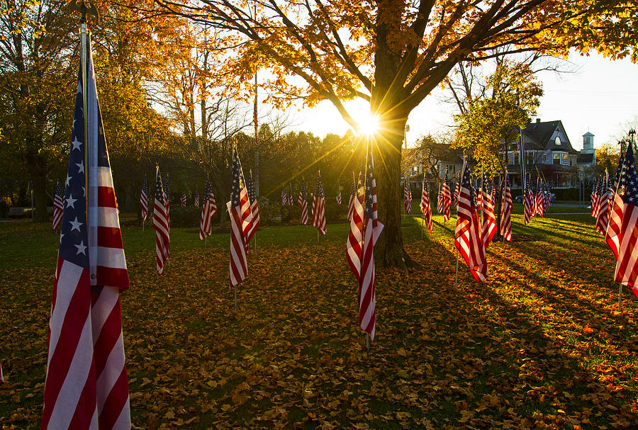 American Flags in Public Park for Veterans Day Photograph by Matt Champlin