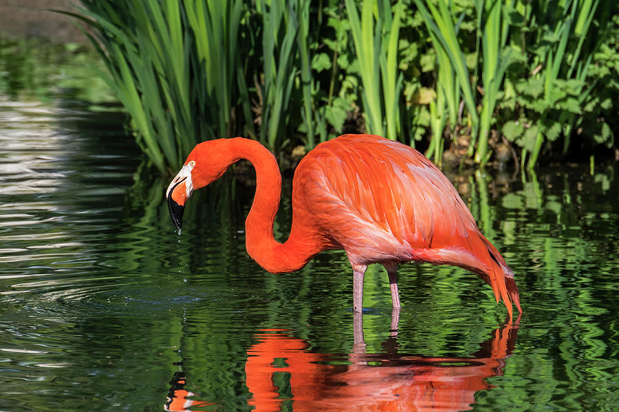 American Flamingo Photograph by Arterra Picture Library
