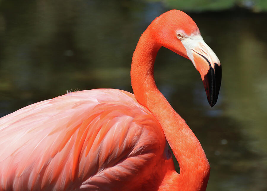 American Flamingo Photograph by David T Wilkinson