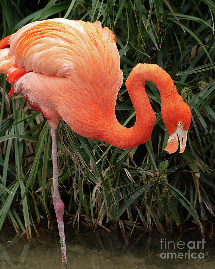 American Flamingo Feeding Photograph by Dennis Hammer - Fine Art America