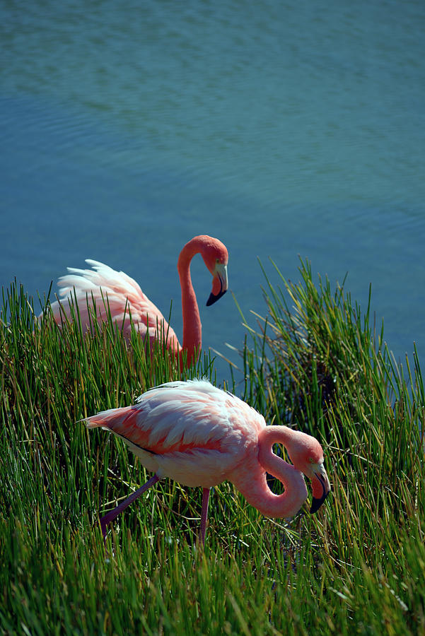 American Flamingo, Phoenicopterus ruber, Punta Moreno, Isabela Island, Galapagos Islands, Ecuador Photograph by Kevin Oke