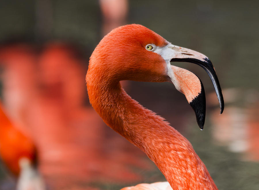 American flamingo Photograph by Pietro Ebner