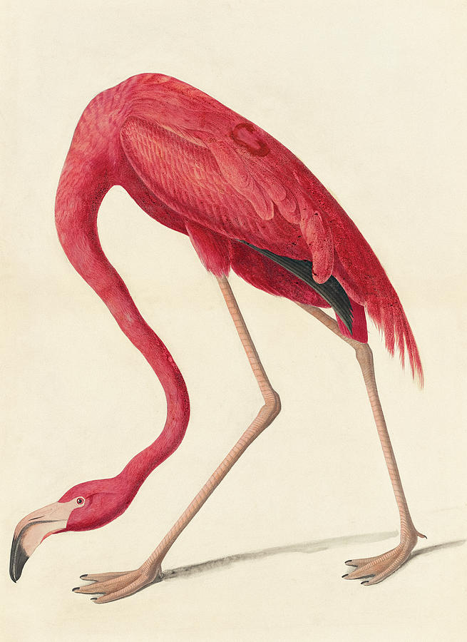 John James Audubon Painting - American Flamingo, Study for Havell by John James Audubon