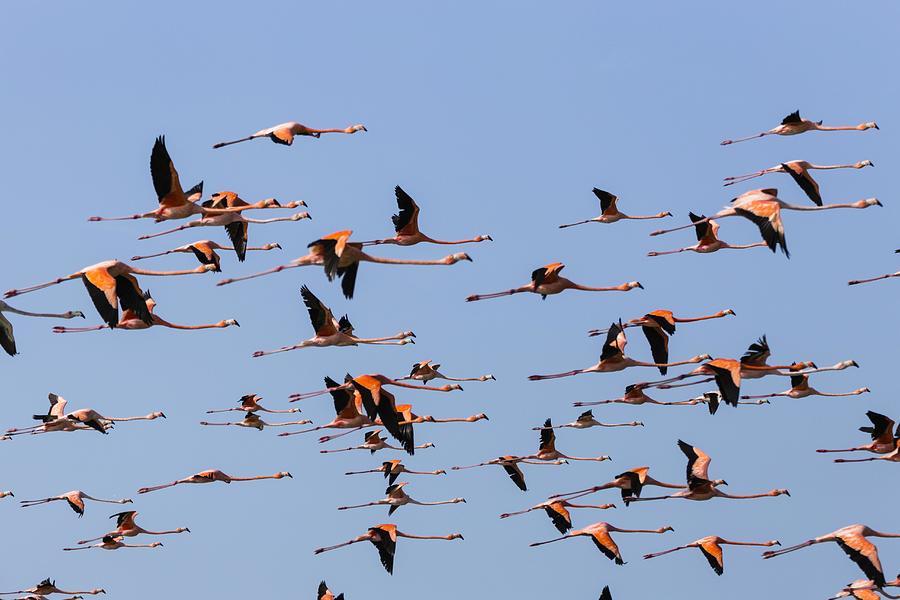 American Flamingos flying (Phoenicopterus Ruber) flying, Punta Gallinas, La Guajira, Colombia Photograph by Gilles Barbier