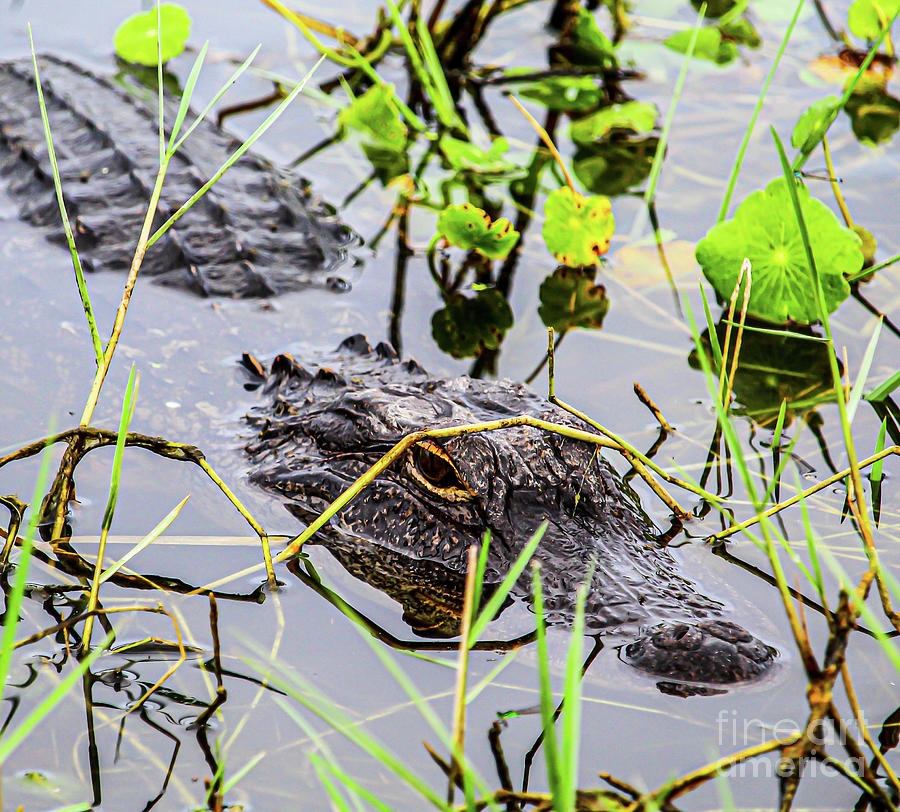 American Gator in the wild Photograph by Joanne Carey