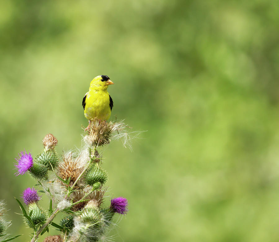 American Gold Finch 2013-4 Photograph by Thomas Young
