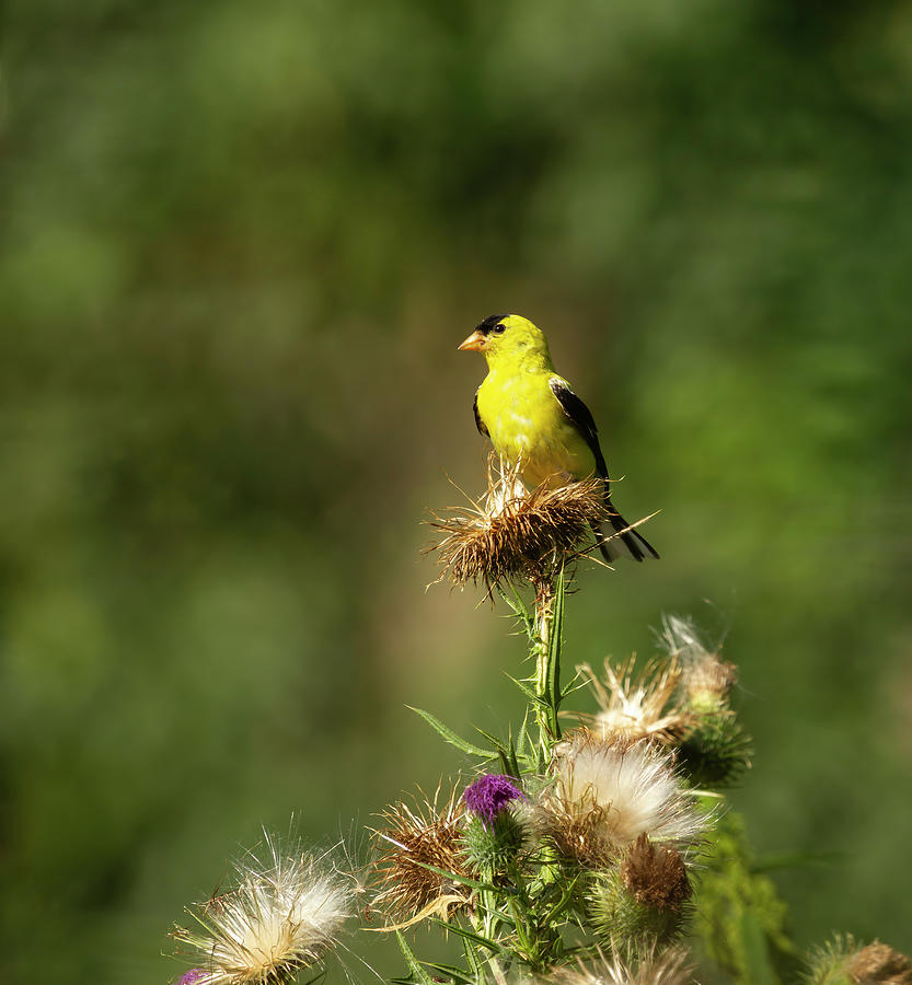 American Gold Finch 2013-5 Photograph by Thomas Young