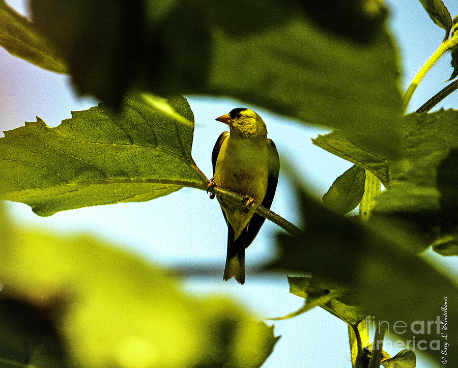 American Gold Finch In Sunflower Leaves Photograph