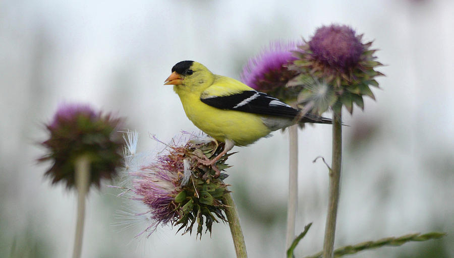 American Gold Finch Photograph by Whispering Peaks Photography