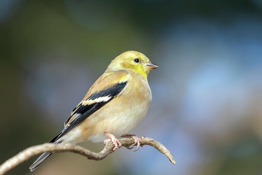 American Goldfinch 1 Photograph by Randy Rambo - Fine Art America