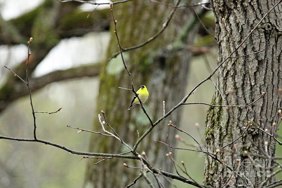 American Goldfinch  1398 Photograph by Jack Schultz