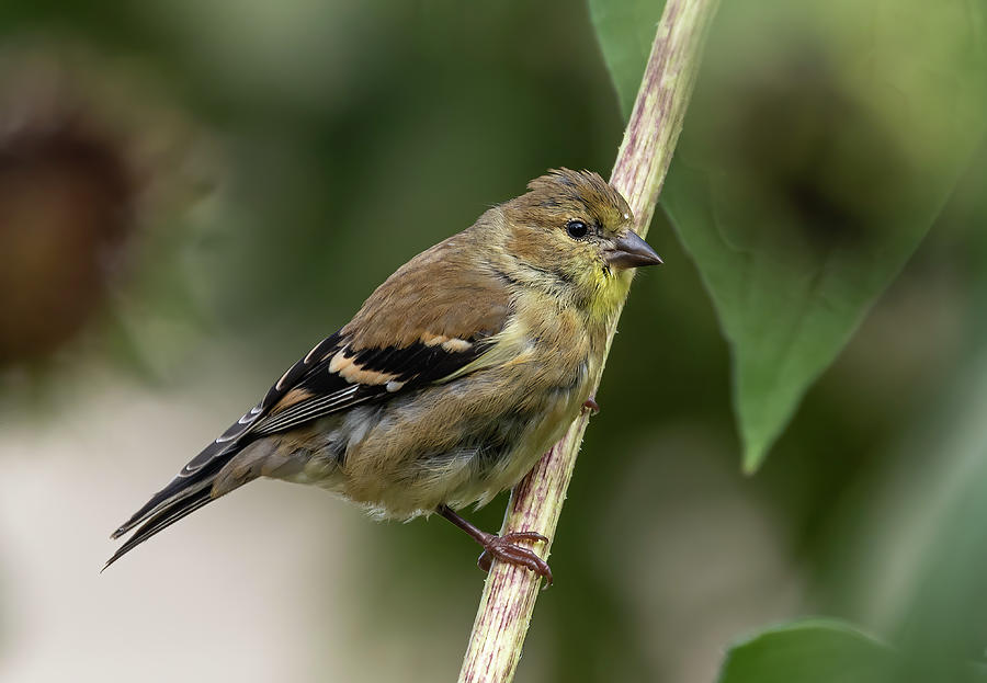 American Goldfinch 2020-1 Photograph by Thomas Young
