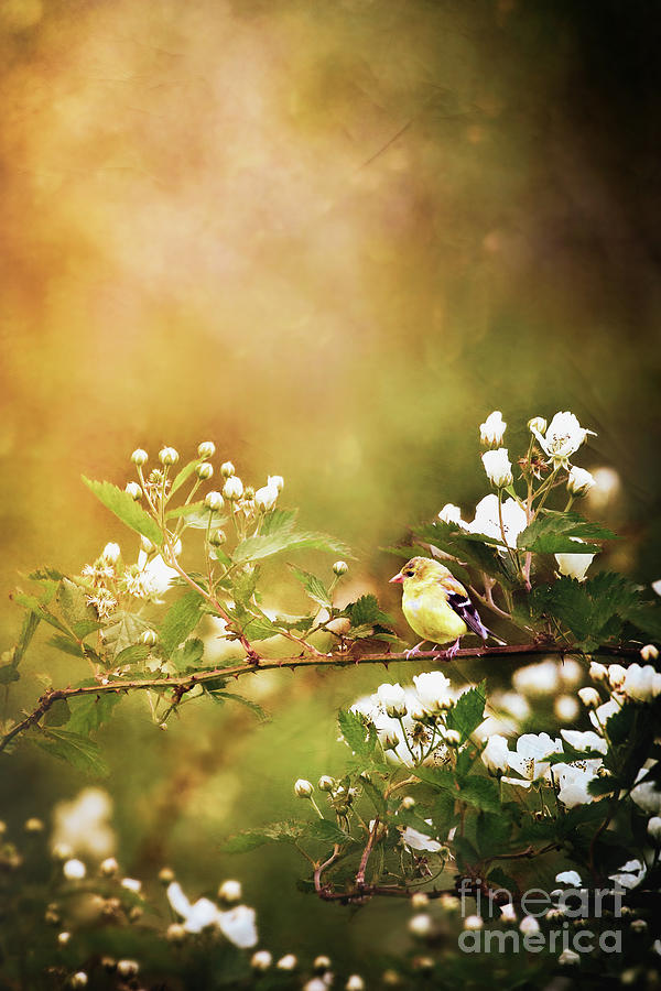 American Goldfinch and Blackberry Blossoms Photograph by Stephanie Frey
