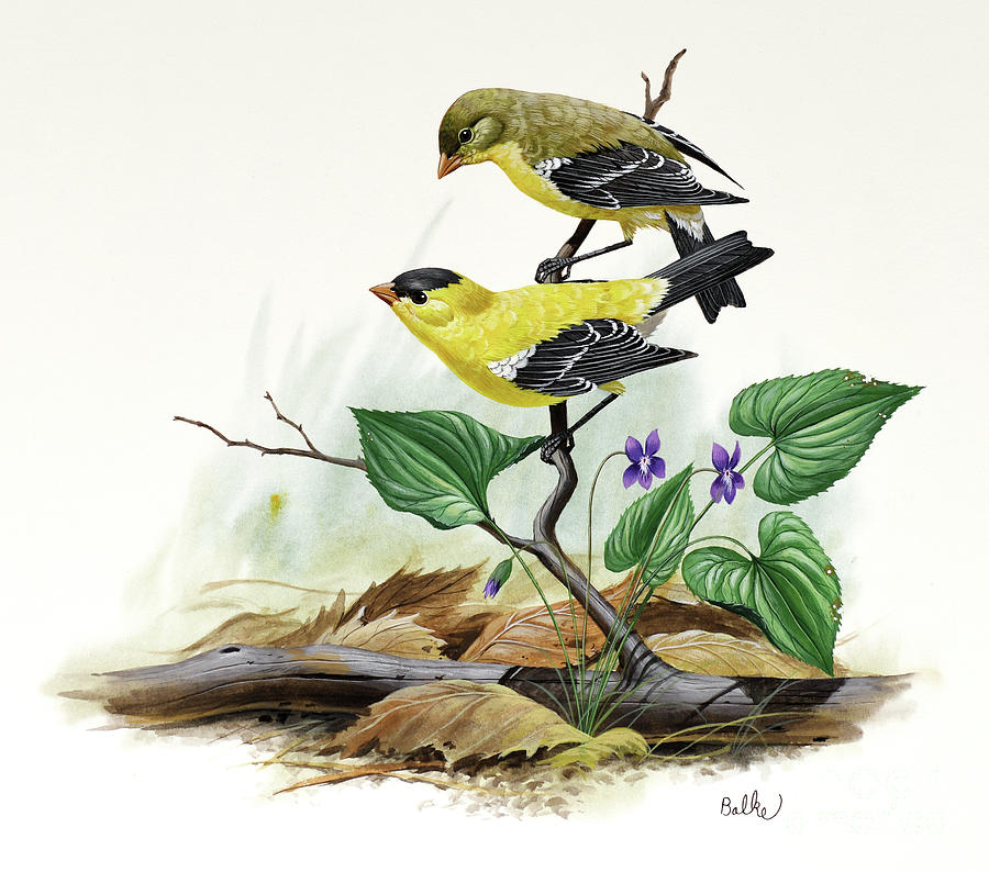 American Goldfinch and Violet Painting by Don Balke