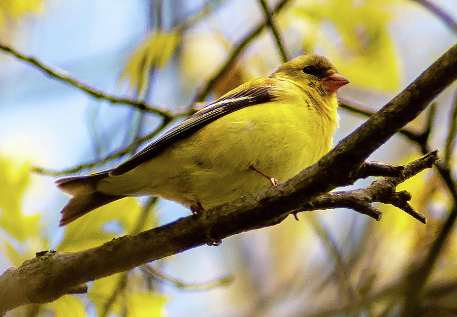 American Goldfinch at Mountain Lakes Natural Area in Princeton Photograph by Steven Richman