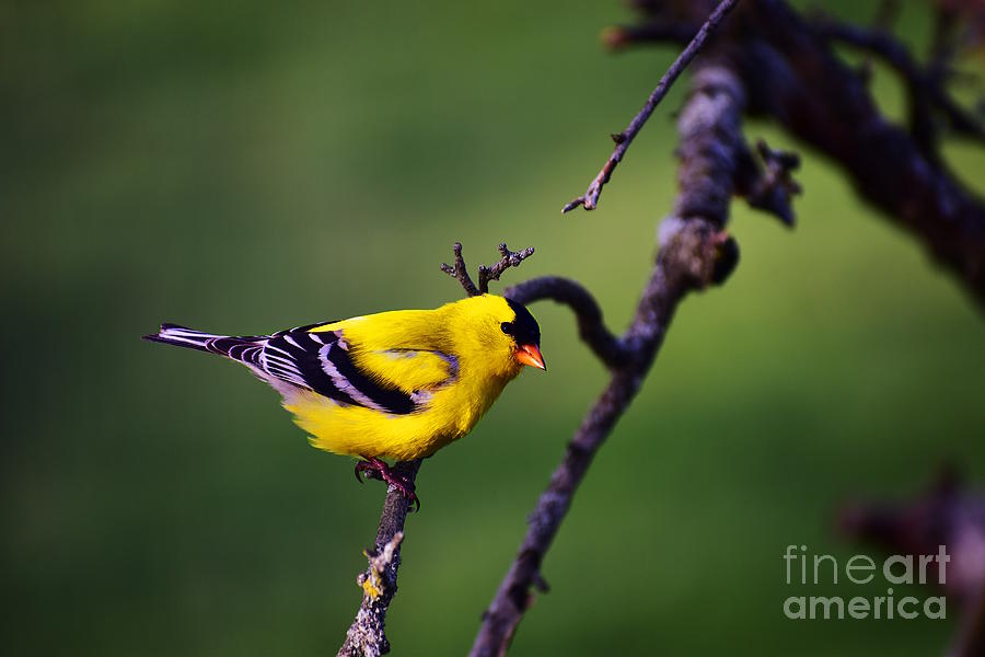 American Goldfinch Photograph by Bailey Maier
