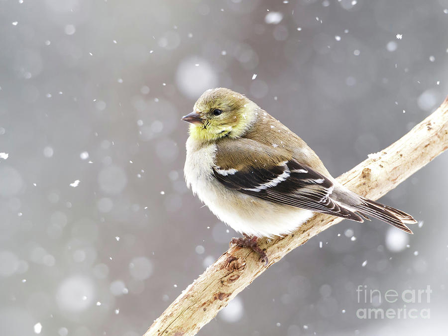 American Goldfinch Bird in Snow by Nikki Vig American Goldfinch Bird in Snow by Nikki Vig