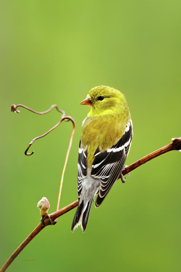 Goldfinches portrait