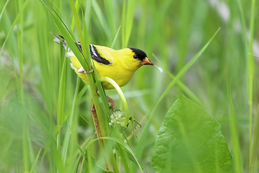 American Goldfinch Photograph by Celine Pollard