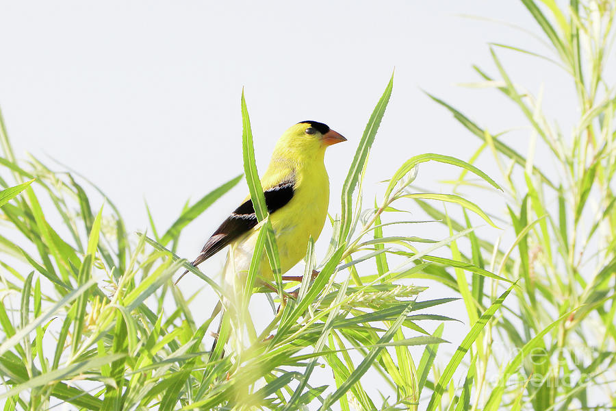 American Goldfinch Delight Photograph by Anita Oakley
