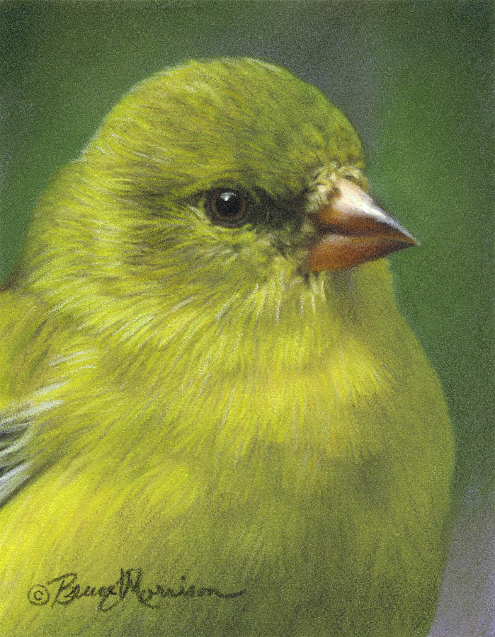 American Goldfinch - female Drawing by Bruce Morrison