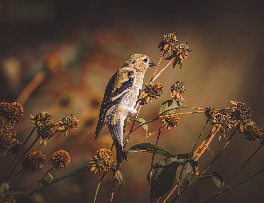 American Goldfinch - First Day of Fall Photograph by Chad Meyer