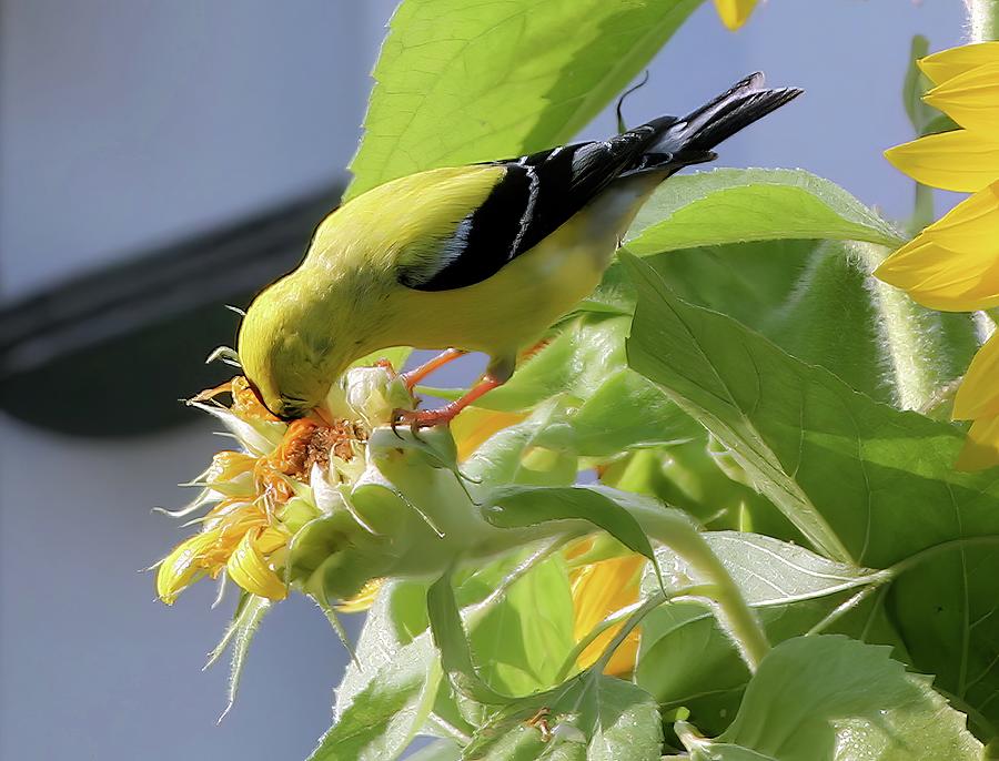 American Goldfinch Photograph By Franklin Baker Pixels