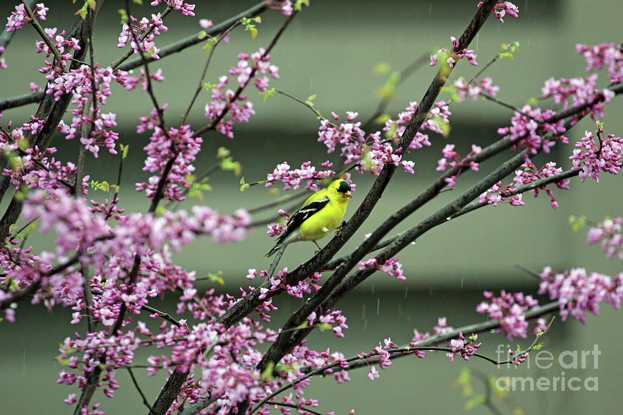 American Goldfinch in a Redbud Tree 1230 Photograph by Jack Schultz