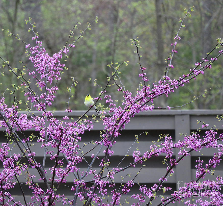 American Goldfinch in a Redbud Tree 2923 Photograph by Jack Schultz