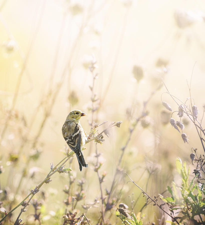 American Goldfinch in Beautiful Gold Light in Pennsylvania Photograph by Vicki Jauron, Babylon and Beyond Photography