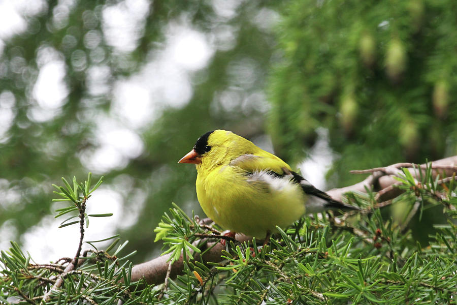 American Goldfinch in Hemlock Tree Photograph by Peggy Collins