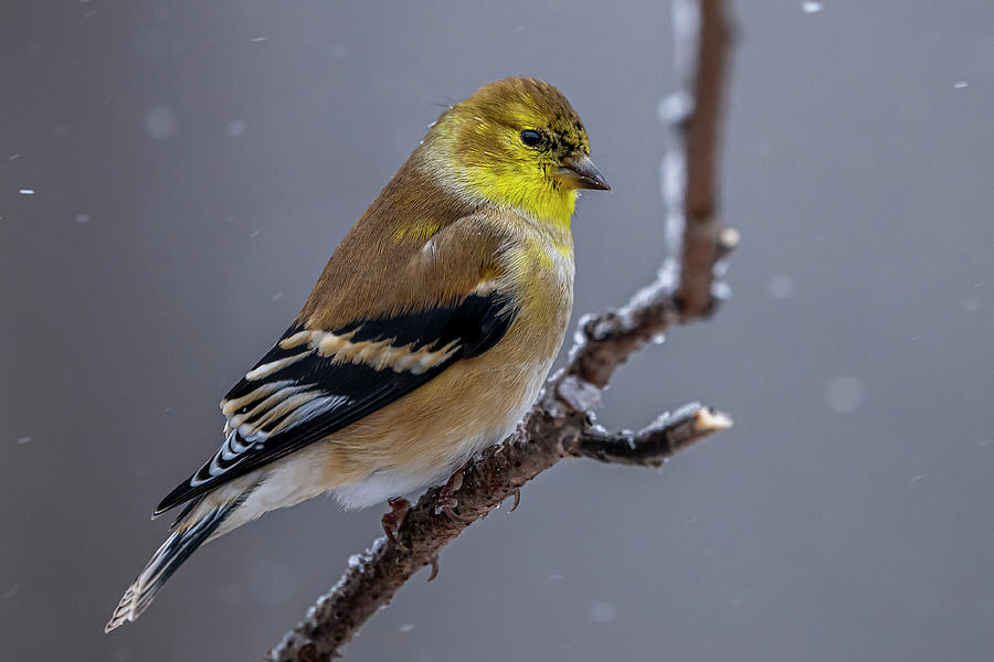 Wildlife Photograph - American Goldfinch In  SnowStorm by Paul Freidlund