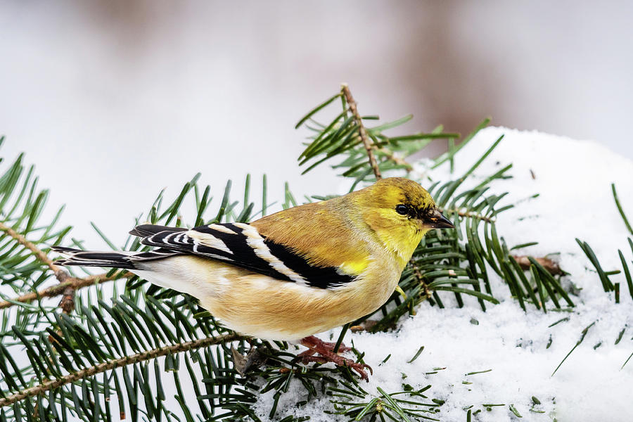 American Goldfinch in Snowy Spruce Branch Photograph by John Rowe