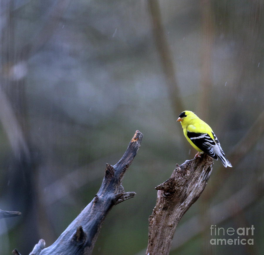 American Goldfinch in the Rain  1271 Photograph by Jack Schultz