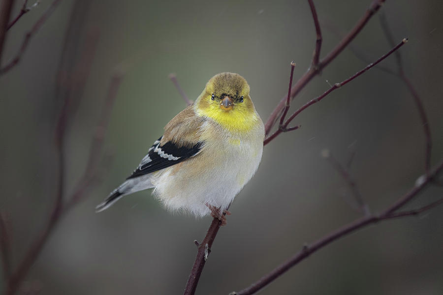 American Goldfinch In Winter Plumage Photograph by David Downs