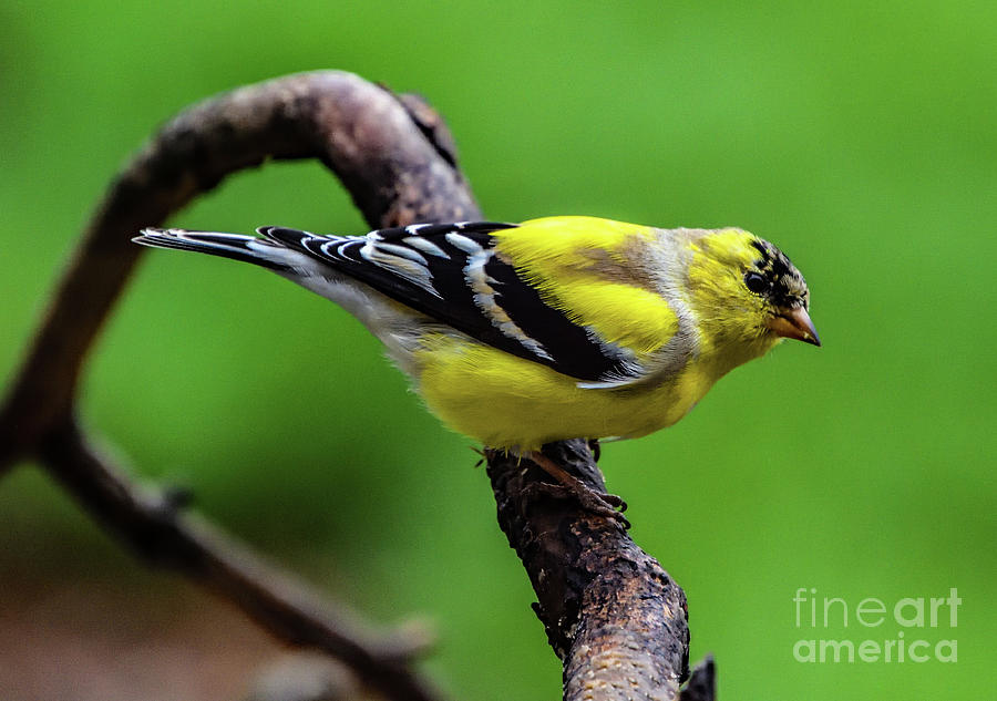 American Goldfinch Is Soft And Fluffy Photograph