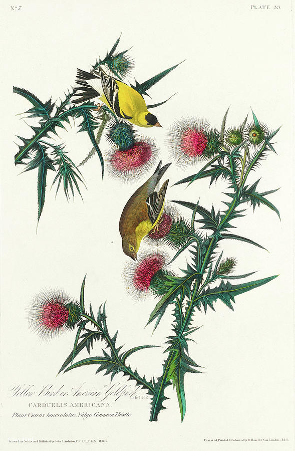 American Goldfinch. John James Audubon Mixed Media by World Art Collective