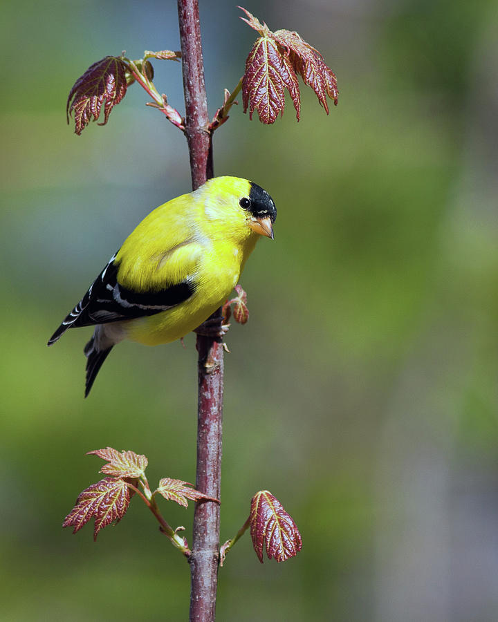 American Goldfinch Photograph by John Rowe