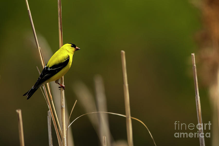 American Goldfinch Photograph by JT Lewis