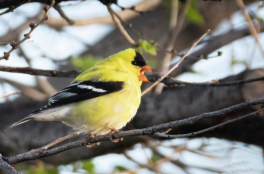 American Goldfinch Photograph by Laura Terriere