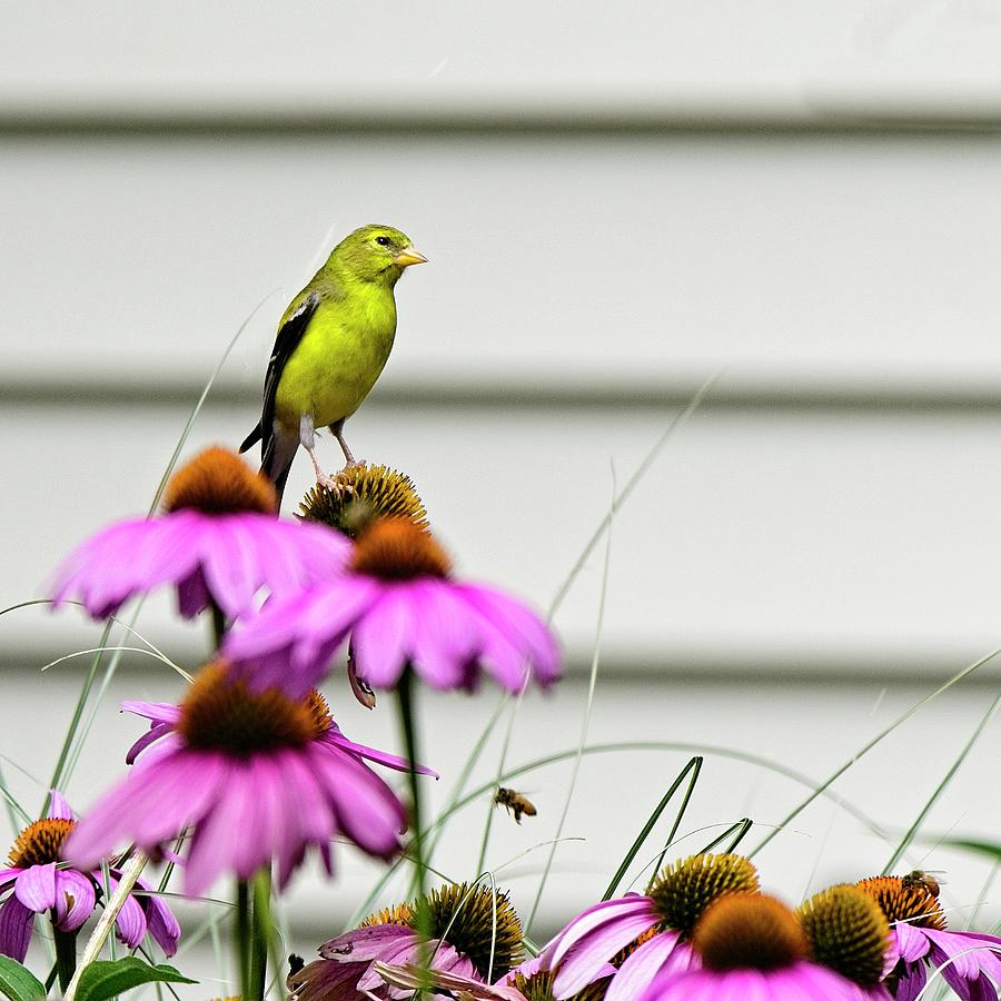 American Goldfinch, Madison, Wisconsin Photograph by Steven Ralser