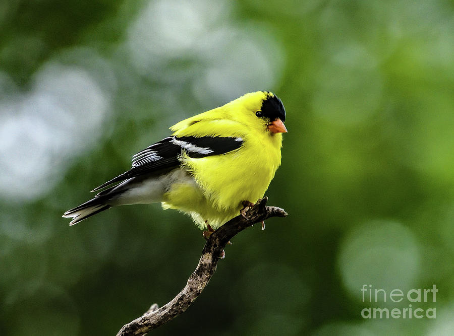 American Goldfinch Making An Impression Photograph