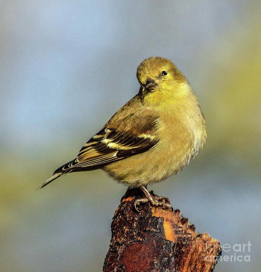 Insects Photograph - American Goldfinch - Male or Female by Cindy Treger