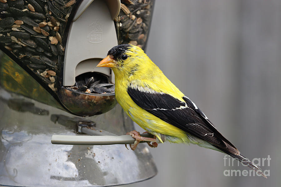 American Goldfinch - Male Photograph by Tom Doud