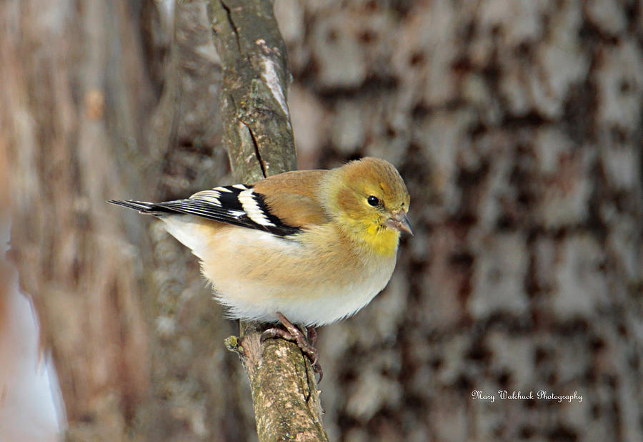 American Goldfinch Photograph by Mary Walchuck - Fine Art America